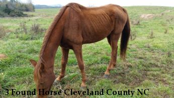 3 Found Horse Cleveland County NC